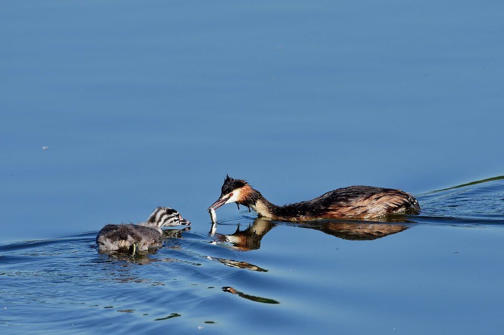 Заботливый родитель