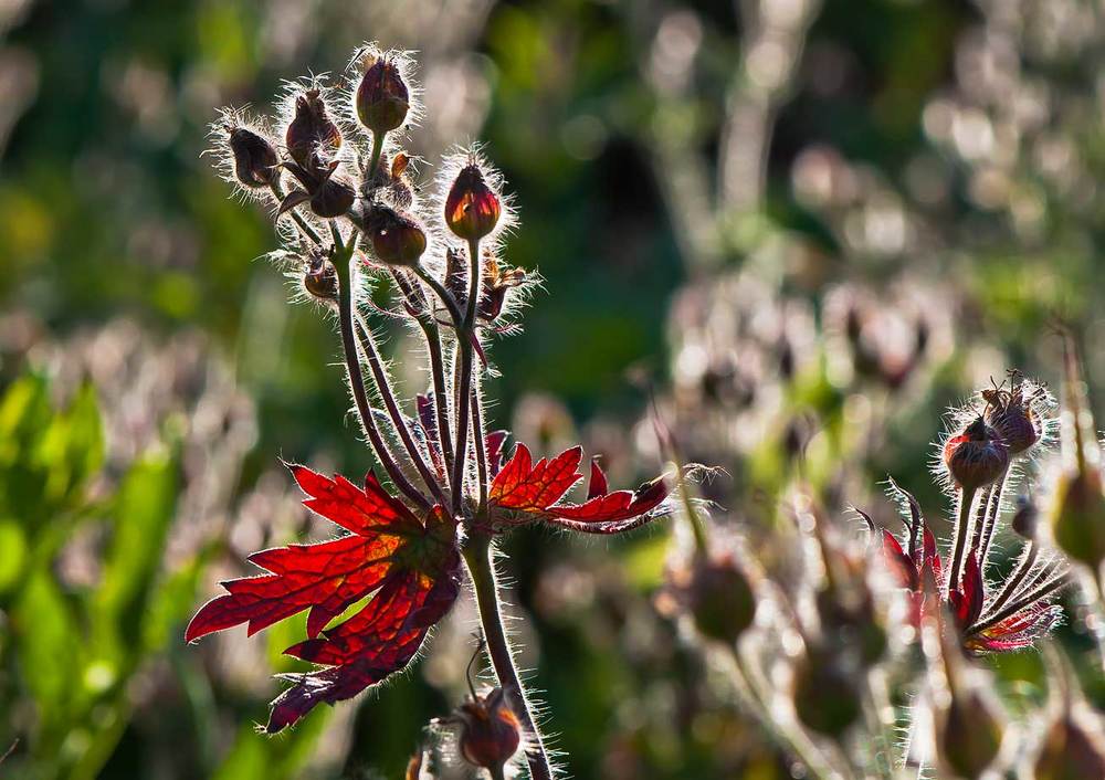 Огненное увядание