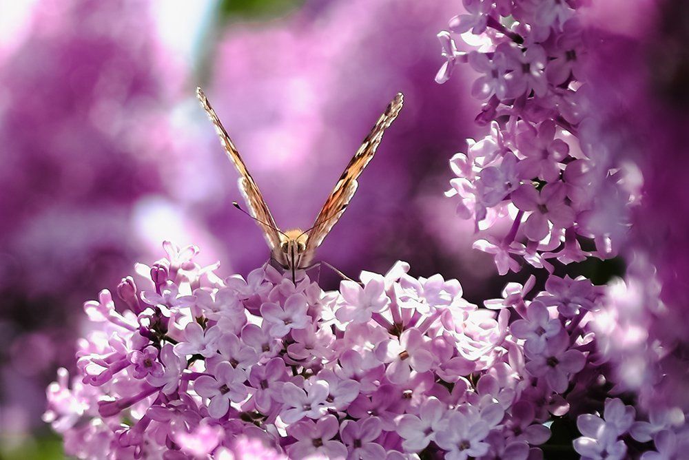 Улыбка бабочки