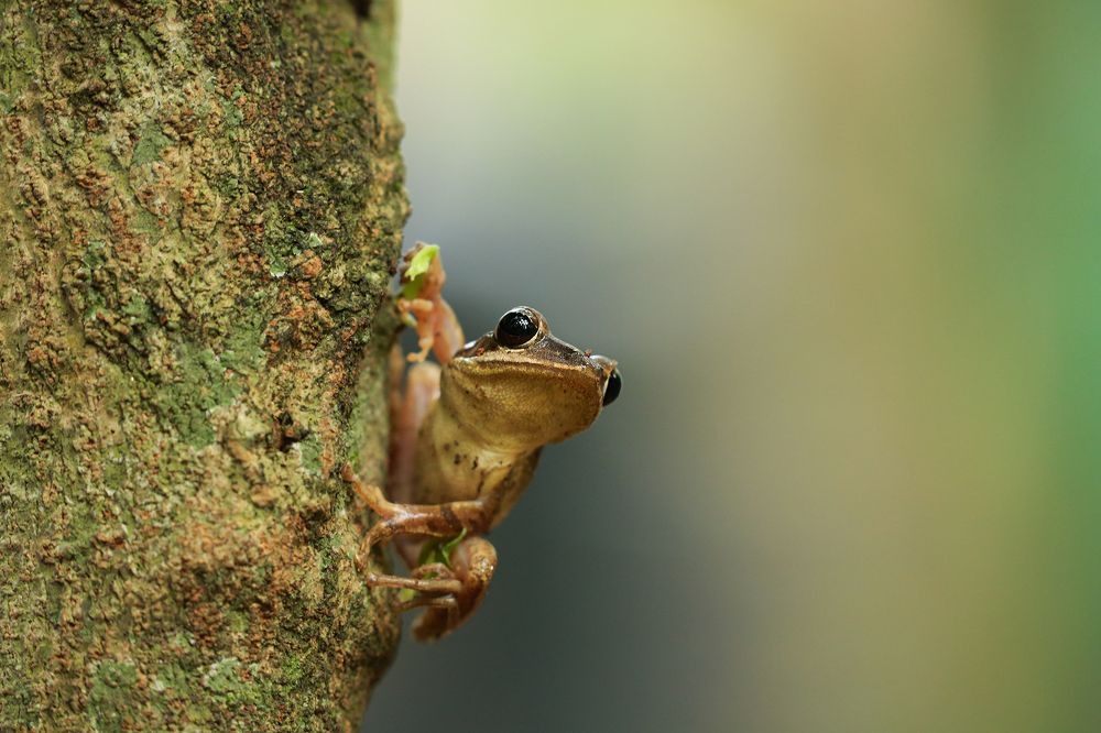 Frog vision
