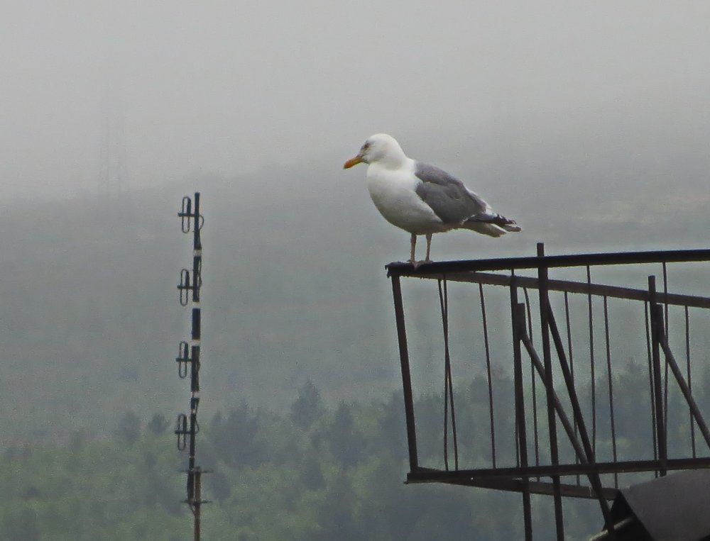 Пасмурный день...