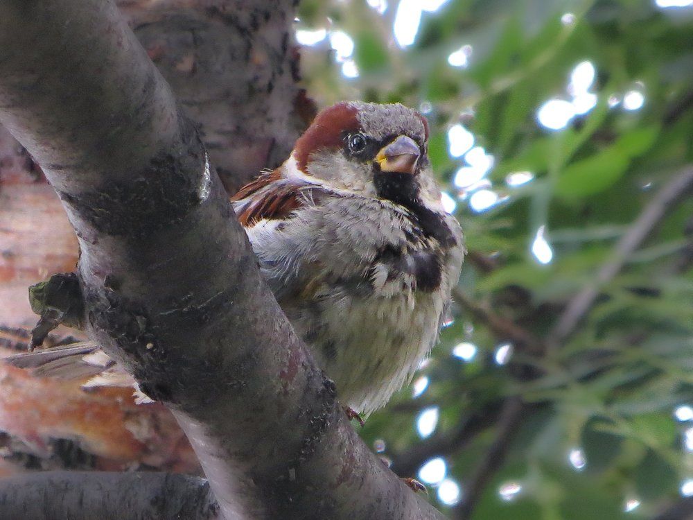 Ну очень серьезный....