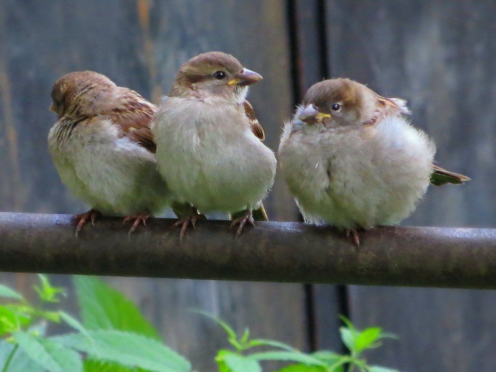 ТРИ ПОДРУЖКИ - ГОВОРУШКИ!