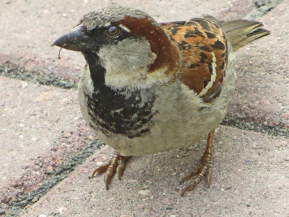 Самый смелый...