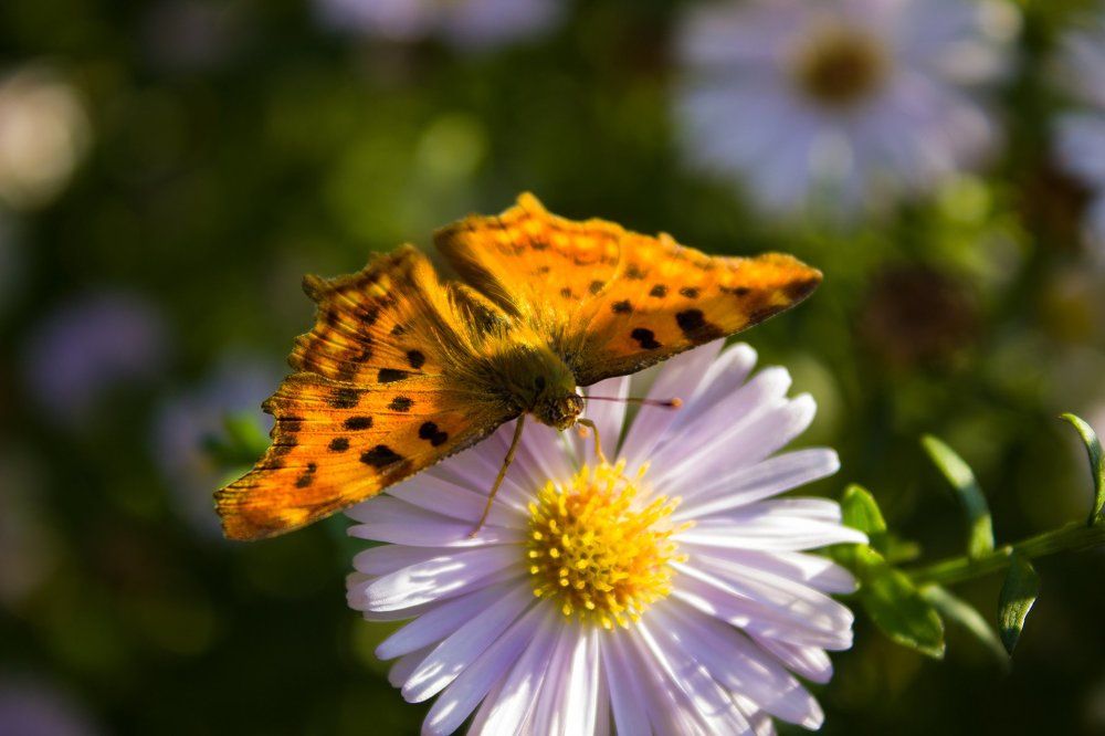 Бабочка и цветок