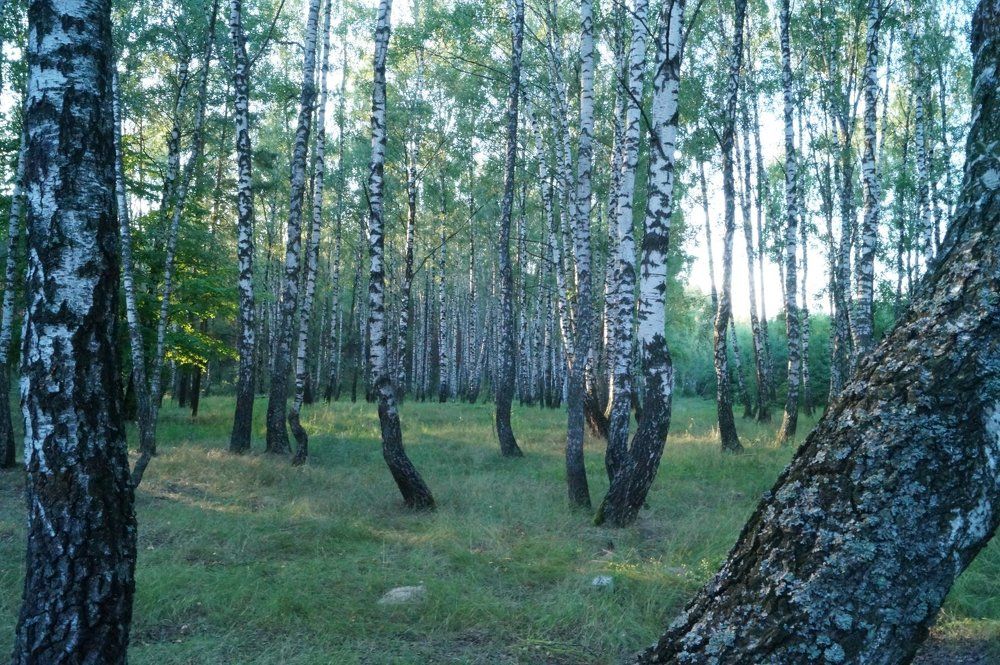 Берёзовая роща
