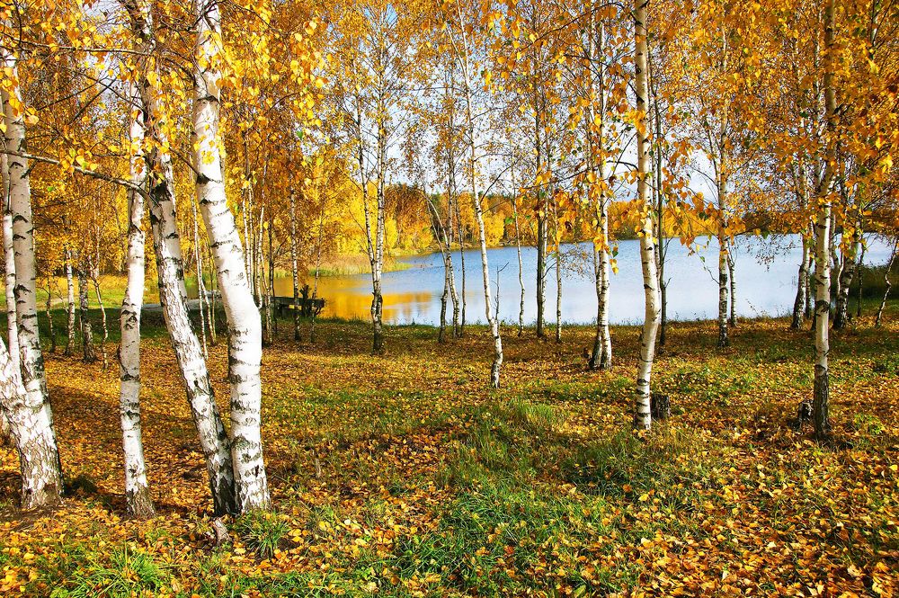 Страна берёзового ситца