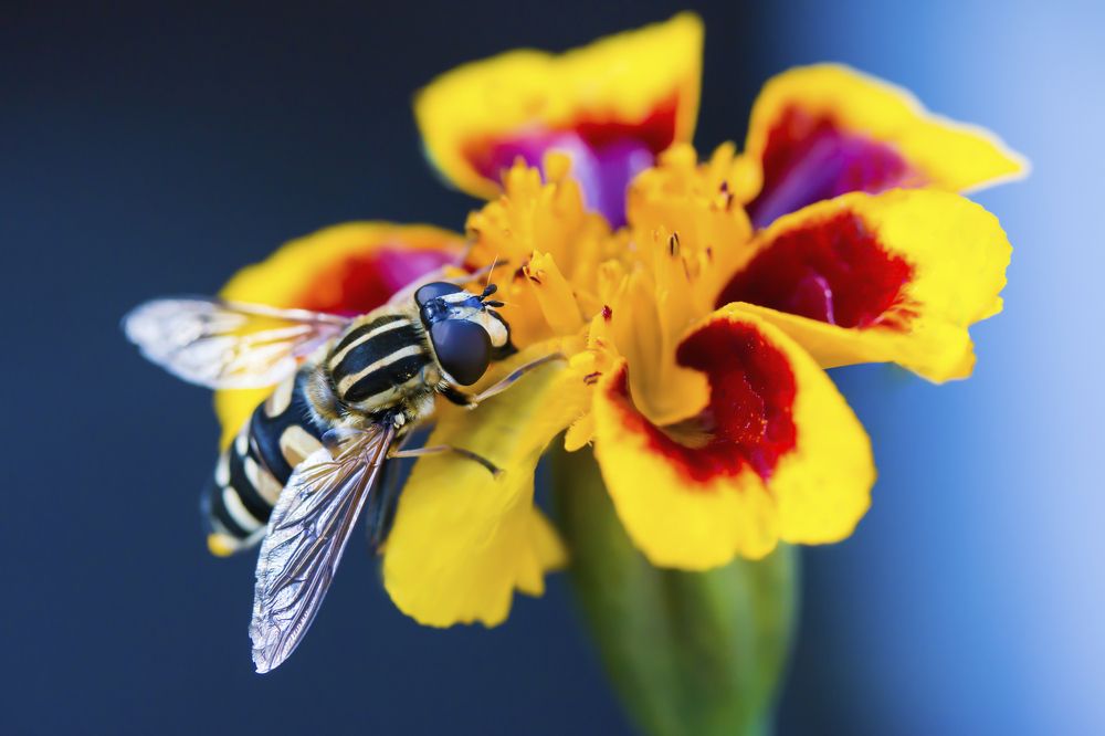 Журчала на цветке