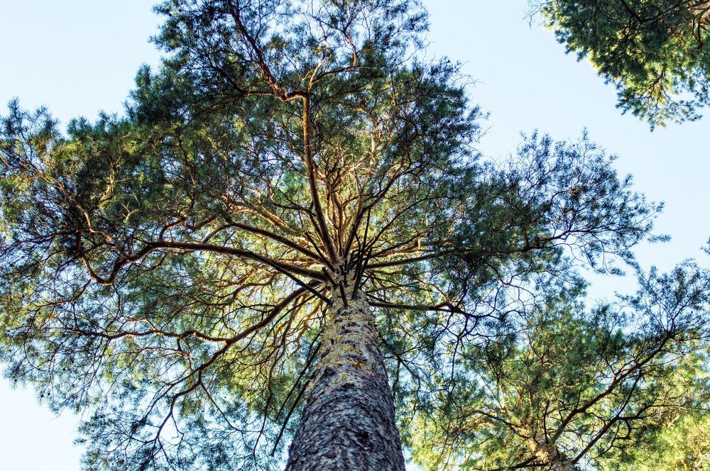 Буйство красок