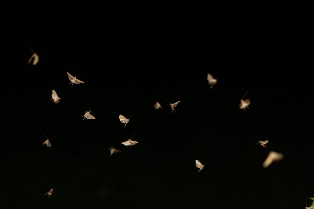 танец мотыльков