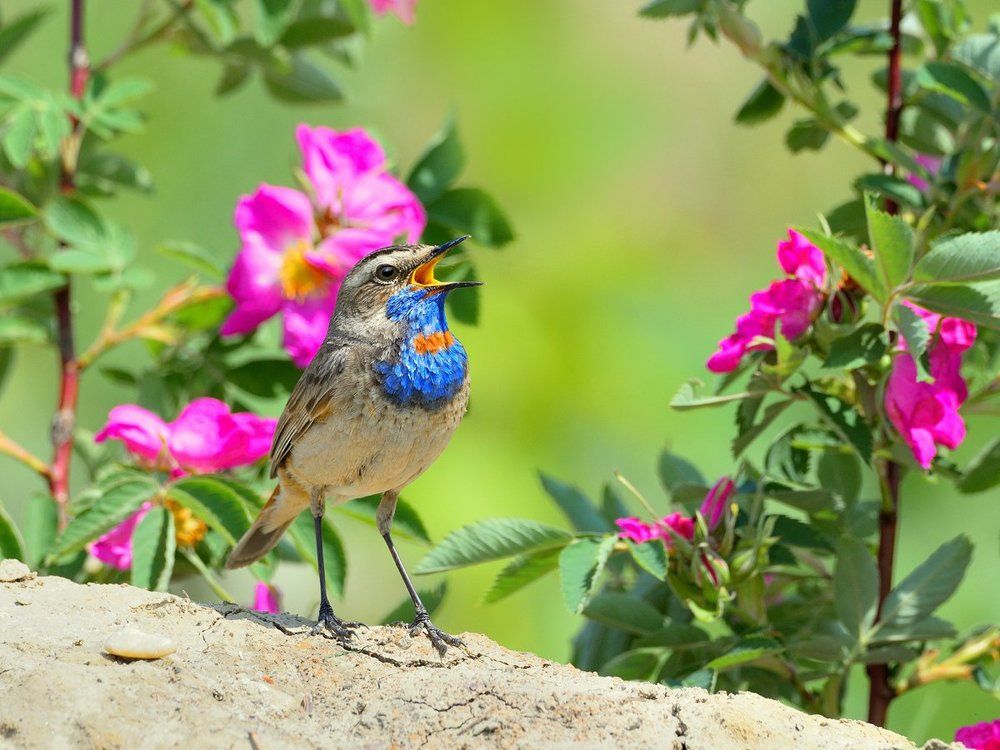 Песни о лете