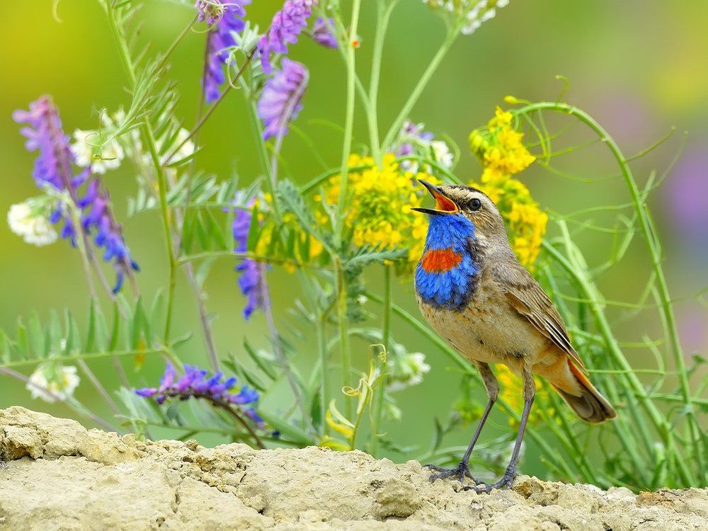 Зарисовки летнего луга
