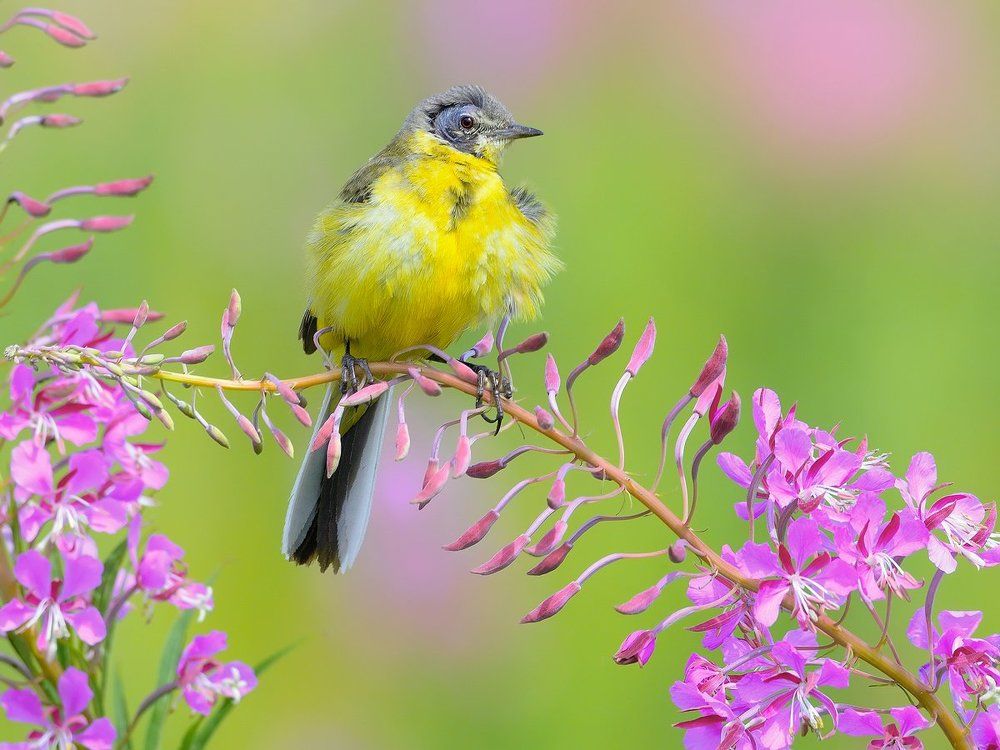 Модная прическа