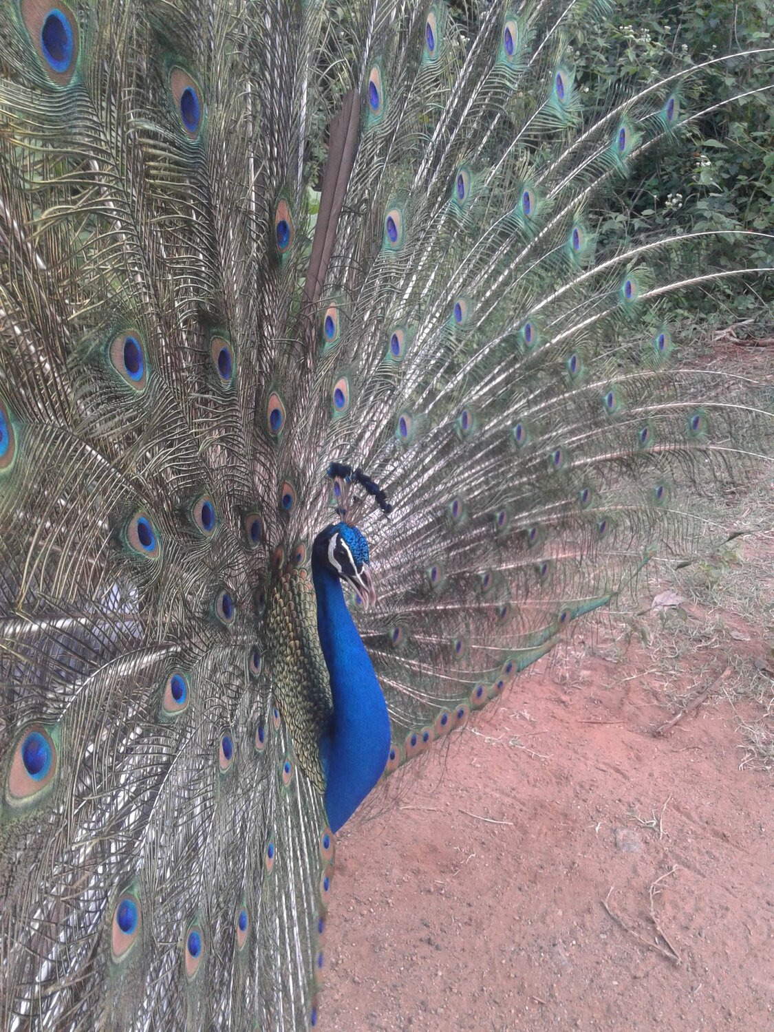 peacock