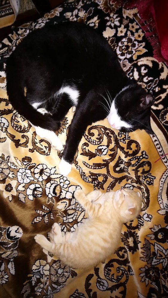 Мои КОТЫ.