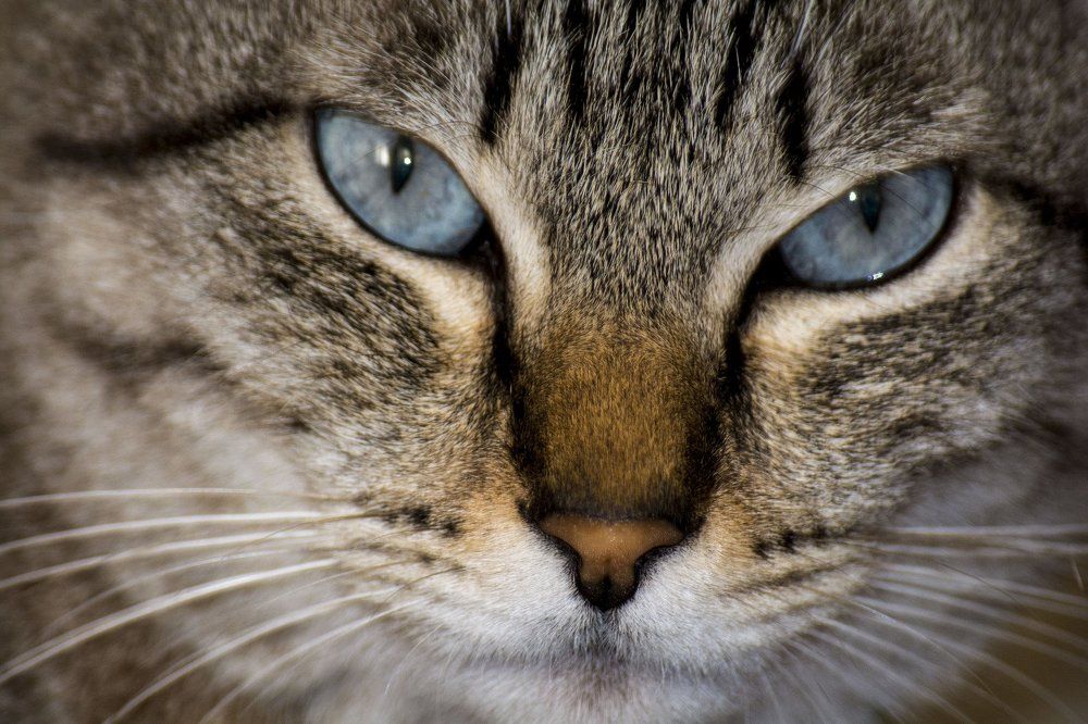 в жизни ласковая киса а в душе я гроозный тигр!!!!