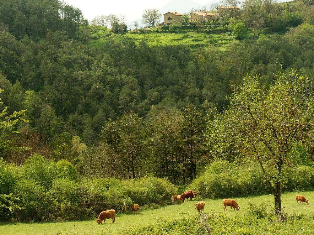 Испанская идиллия с коровками и фермой на горе