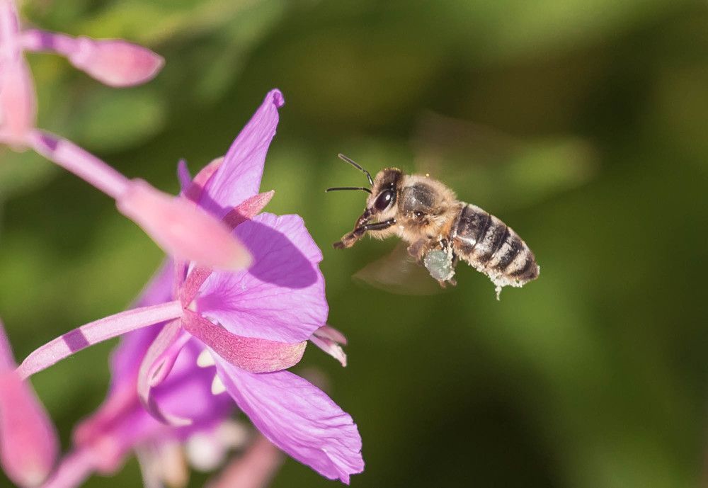 Нырок  за  нектаром