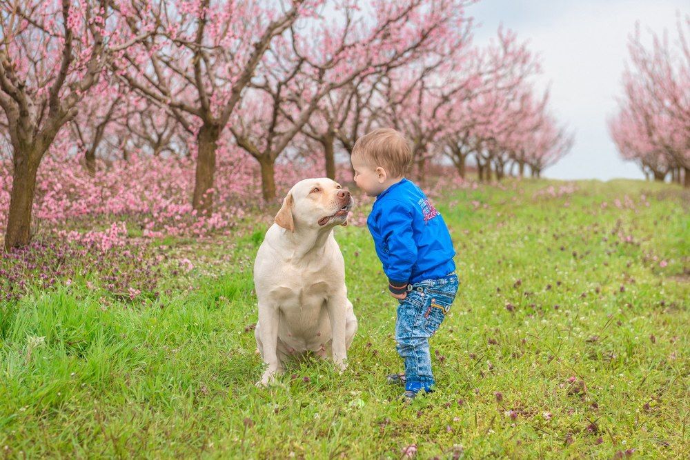 в персиковом саду