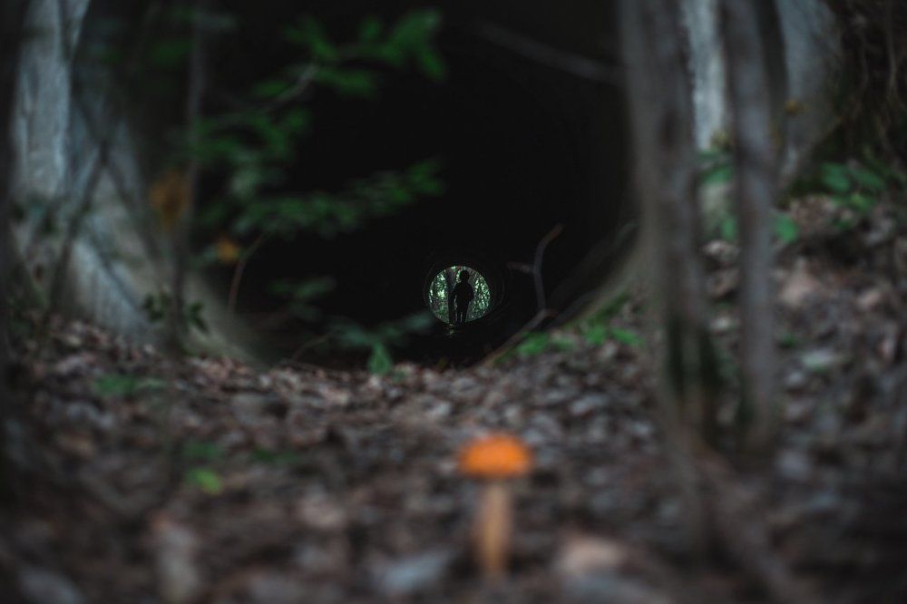 Портал "В ЛЕС"