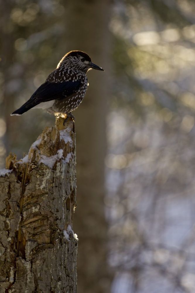 Гордая кедровка