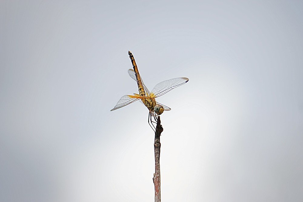 Dragonfly