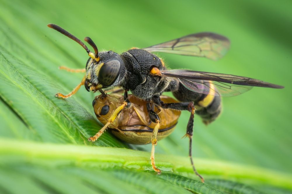 For the sake of Survival