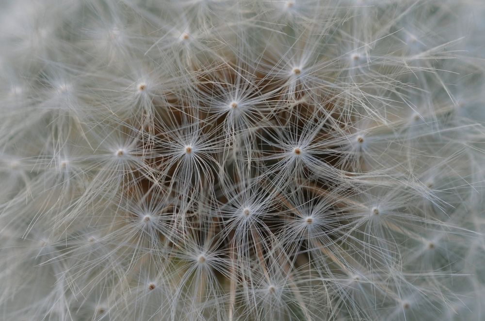 Dandelion (Одуванчик)