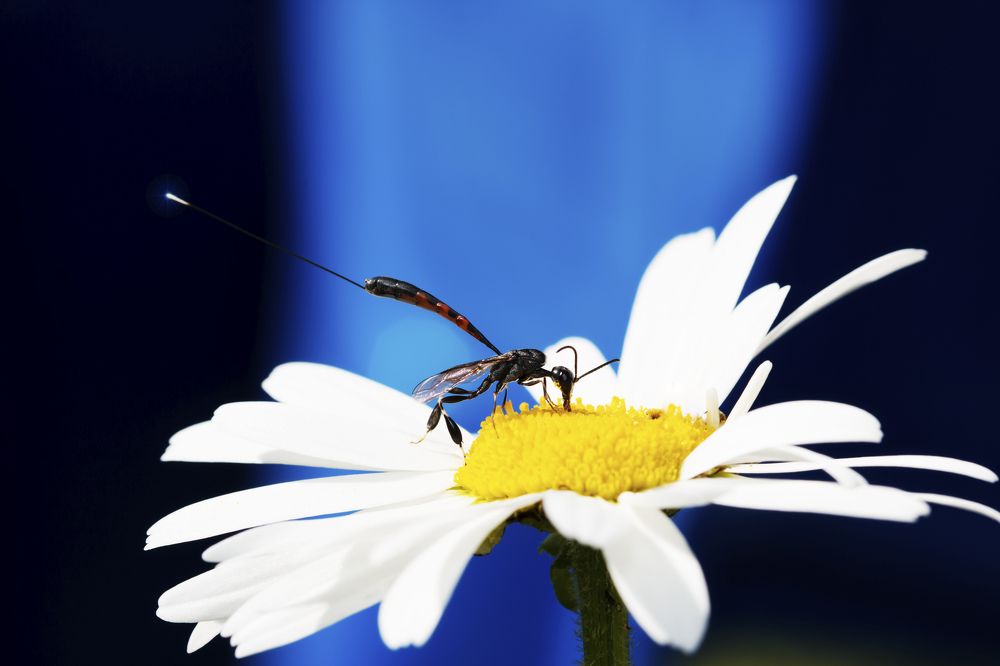 Наездник летним днем