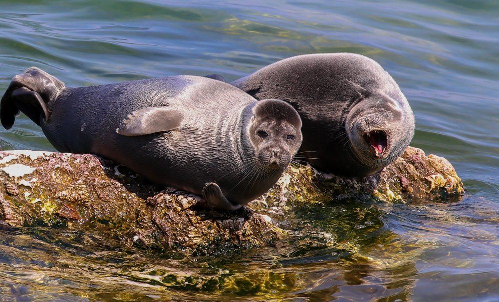 Смешная шутка