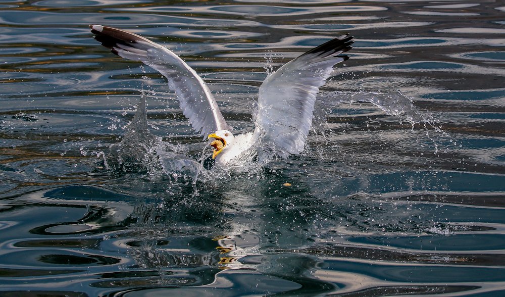 Байкальская чайка