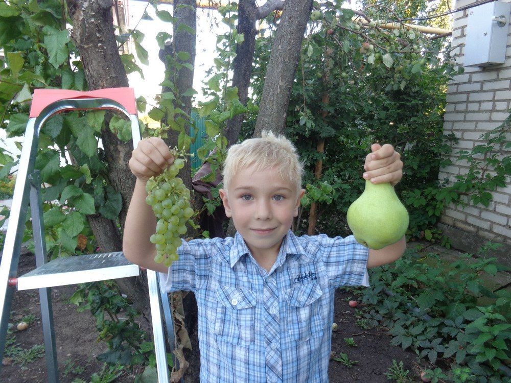 урожай