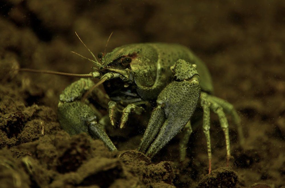 Crayfish