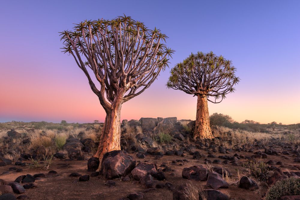 Quiver Trees of Keetmanshoop