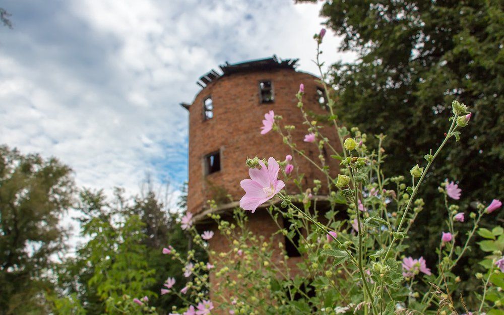 Цветут цветы!