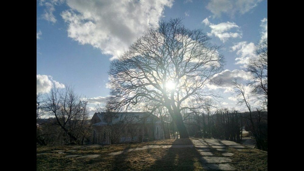 древо при закате