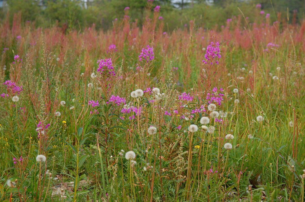 Таёжные цветы