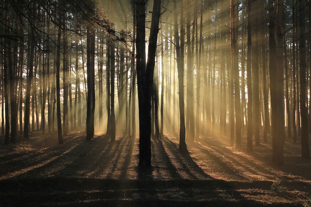 В утренних лучах 4.9