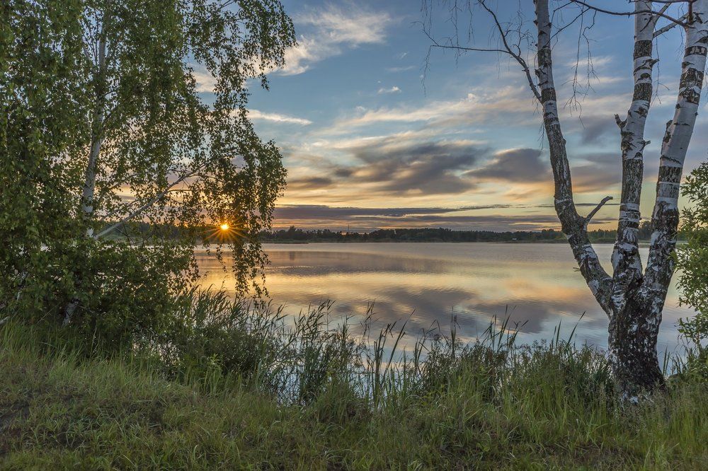 У засохшей берёзы