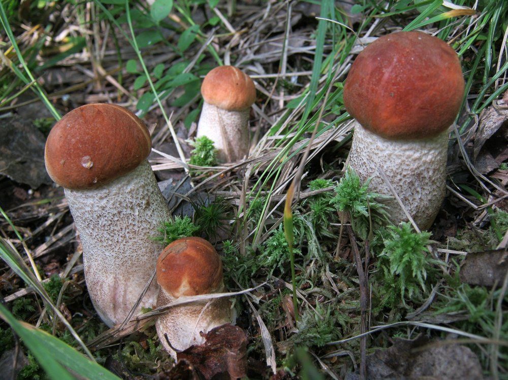 Духом богатырским