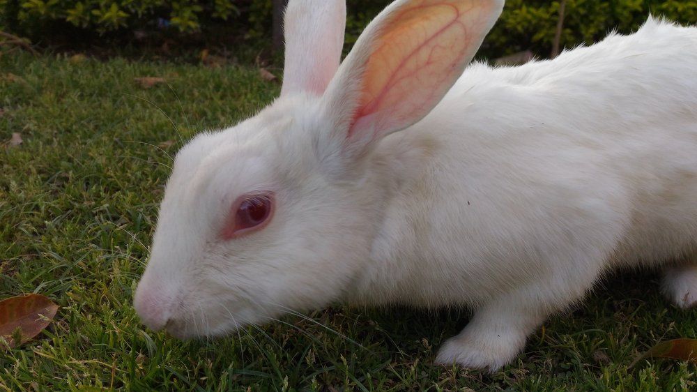 An agile rabbit