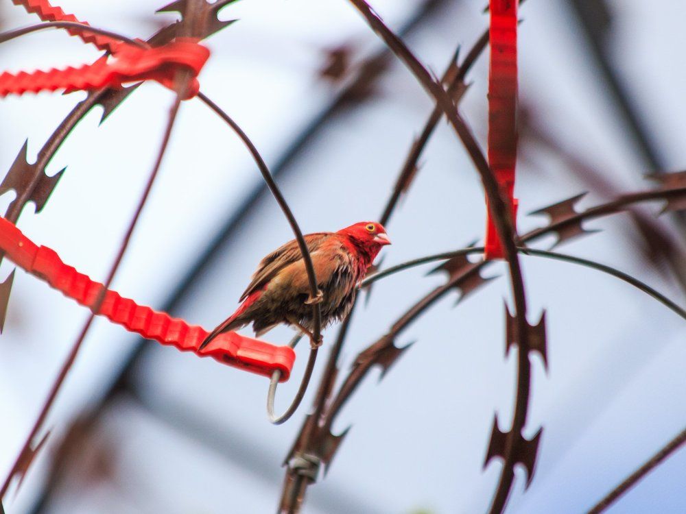 Птица в проволоке Бруно.