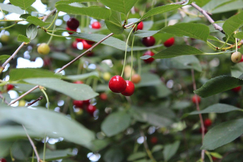 Cherry\вишня.