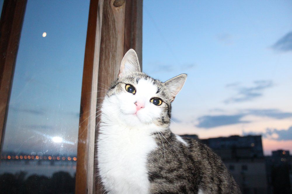 Cat\кот.
