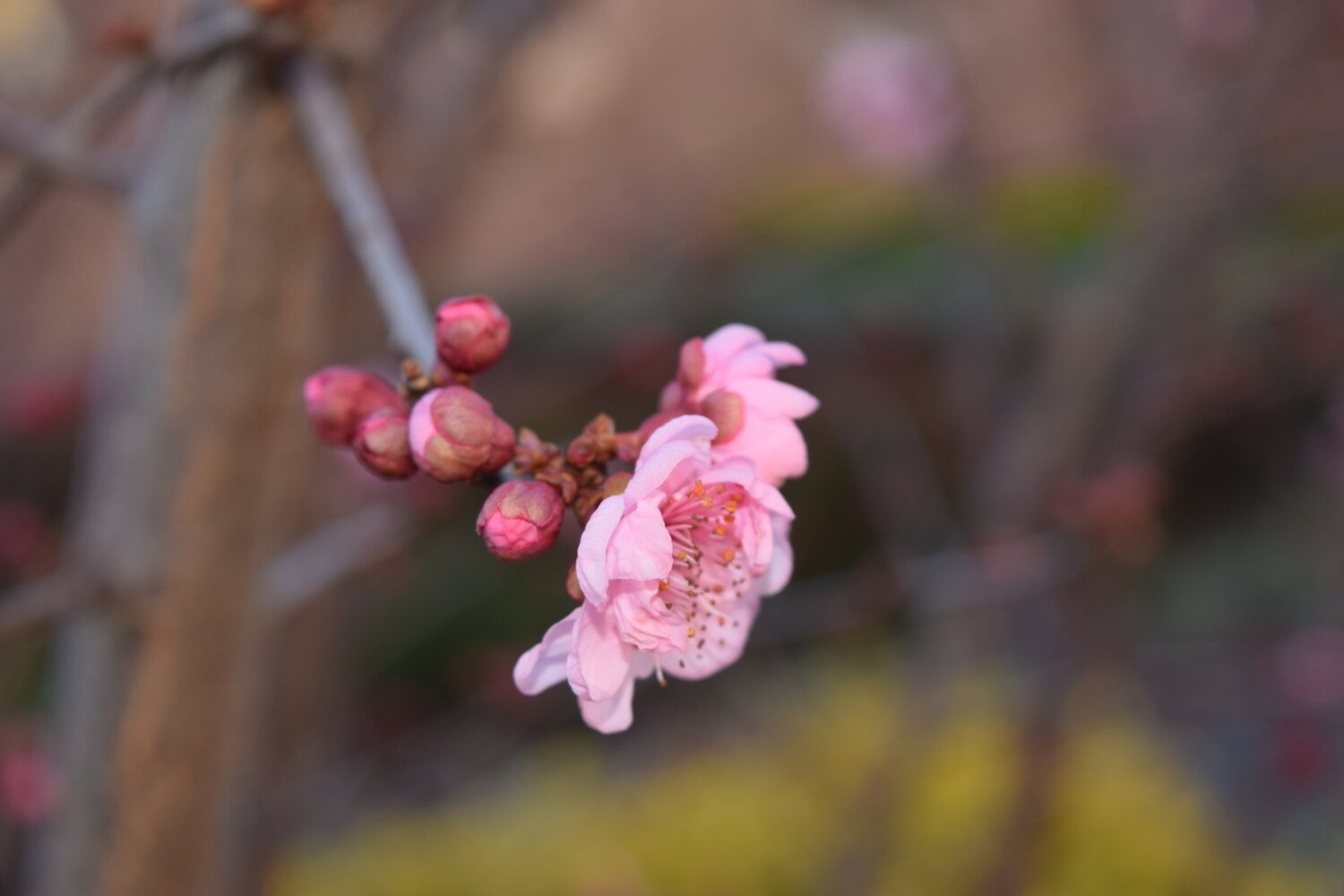 cherry blossom