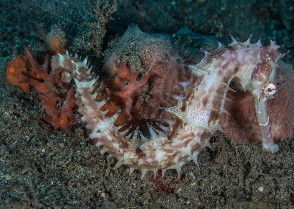 Seahorse and frogfish