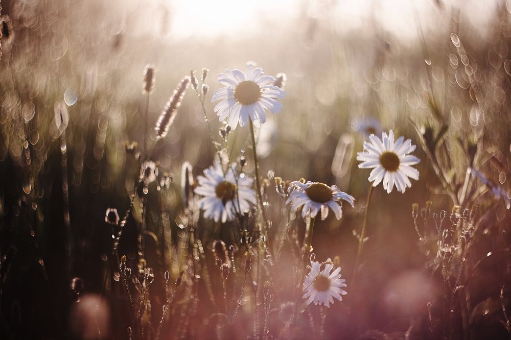 Летняя нежность