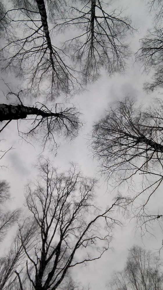 берёзовая роща