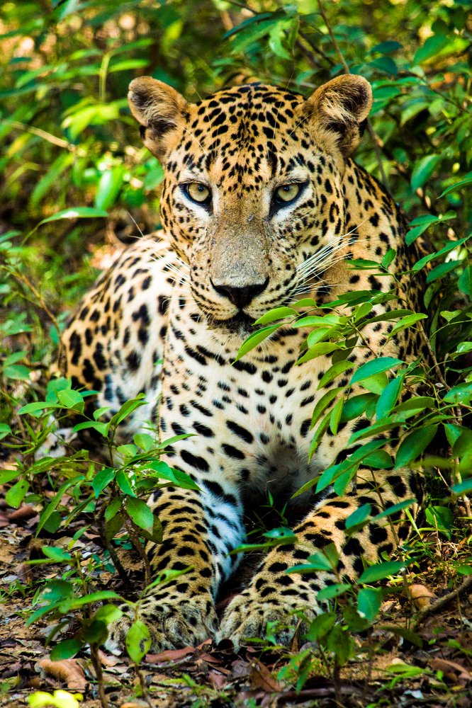 Sri Lankan Leopard