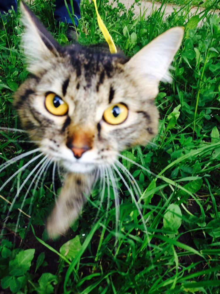 кошка на охоте